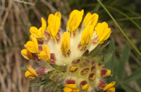 Anthyllis vulneraria L. subsp. alpestris (Hegetschw.) Asch. & Graebn. ?<br/>Munții Ceahlău, Brâna cu brazi de sub Ocolașul Mare, 8 Jul 2011 © Adrian Schlesinger - public domain (<a href=https://creativecommons.org/publicdomain/zero/1.0/ target=_blank>CC0 1.0</a>)